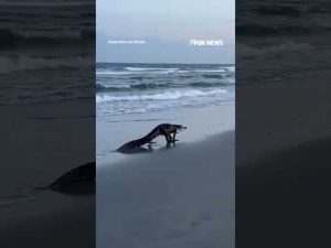 Read more about the article SEE IT: Massive alligator strolling along South Carolina beach #alligator #shorts #beach