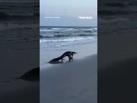 Read more about the article SEE IT: Massive alligator strolling along South Carolina beach #alligator #shorts #beach
