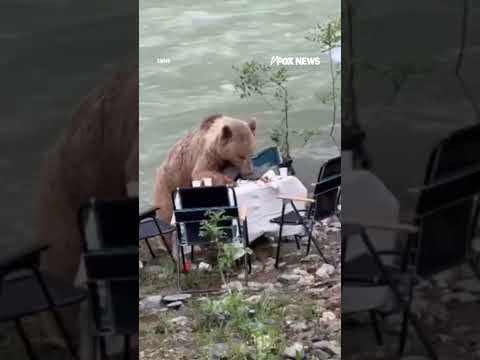 Read more about the article A hungry bear pulled up to a picnic table like it owned the place