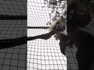 Read more about the article Hawk rescued after getting stuck in batting cage
