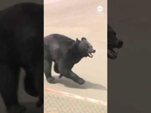 Read more about the article Bear attack in Japan injures four people