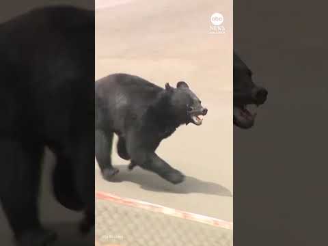 Read more about the article Bear attack in Japan injures four people