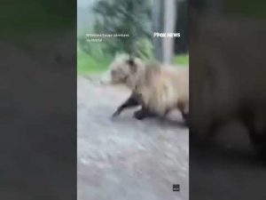 Read more about the article WATCH: Woman’s SHOCKINGLY close encounter with grizzly bear #bear #shorts #scary #canada