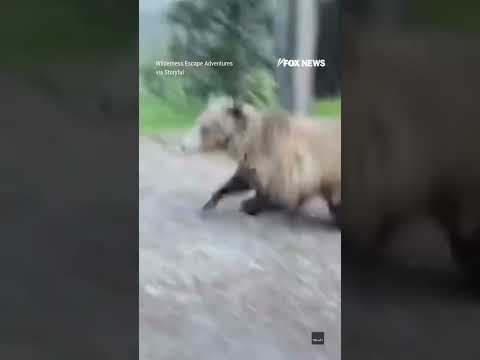 You are currently viewing WATCH: Woman’s SHOCKINGLY close encounter with grizzly bear #bear #shorts #scary #canada