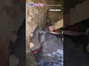 Read more about the article INCREDIBLE RESCUE: Firefighters save dog trapped in rubble #shorts #foxnews #news #us