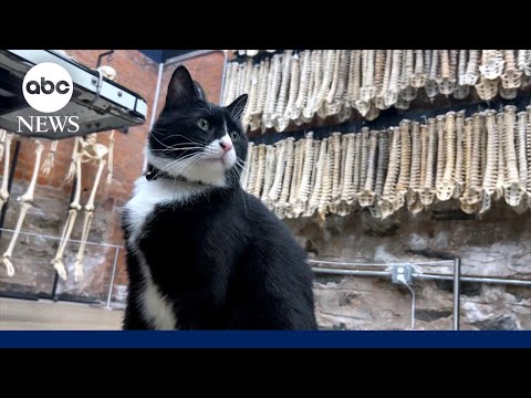 Read more about the article Cat lands museum security job