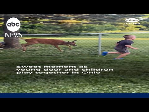 Read more about the article Sweet moment as young deer and children play together in Ohio