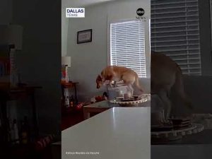 Read more about the article Dog makes lucky escape before ceiling collapse