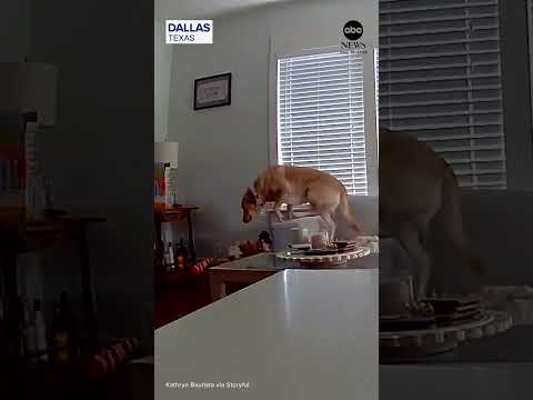 Read more about the article Dog makes lucky escape before ceiling collapse