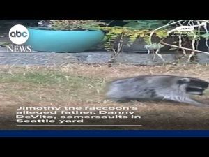 Read more about the article Jimothy the raccoon’s alleged father somersaults in Seattle yard