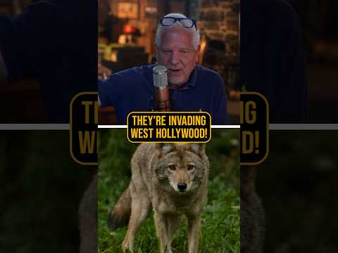 Read more about the article West Hollywood is OVERRUN with Coyotes?