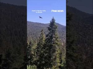 Read more about the article Young bald eagle takes FIRST flight from famous nest #shorts #us #news #foxnews