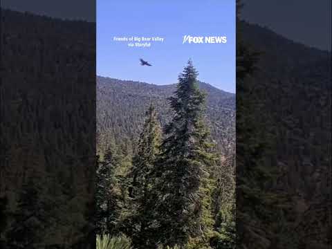 Read more about the article Young bald eagle takes FIRST flight from famous nest #shorts #us #news #foxnews