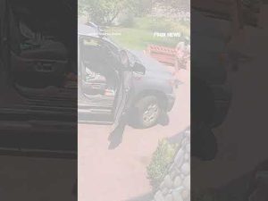 Read more about the article WATCH: Colorado man opens truck door and comes face-to-face with a bear #shorts