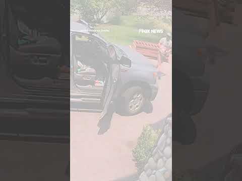 Read more about the article WATCH: Colorado man opens truck door and comes face-to-face with a bear #shorts