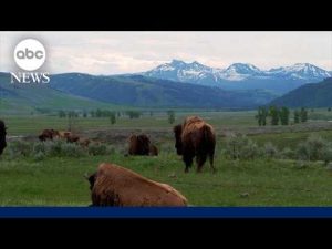 Read more about the article ‘7 Natural Wonders of America’: Yellowstone National Park