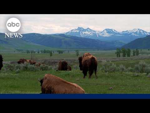 Read more about the article ‘7 Natural Wonders of America’: Yellowstone National Park
