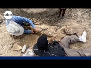 Read more about the article Inside Myles Garrett’s incredible dig for fossils in North Dakota