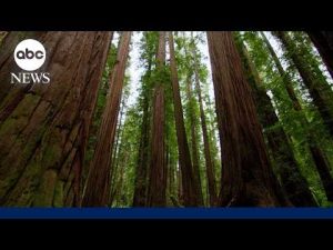 Read more about the article 7 Natural Wonders of America’: Redwood National and State Parks