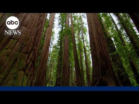 Read more about the article 7 Natural Wonders of America’: Redwood National and State Parks