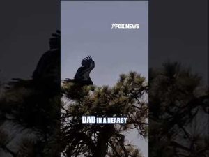 Read more about the article ‘FREEDOM FLIGHT’: Young bald eagle leaves the nest #shorts  #foxnews #news #us