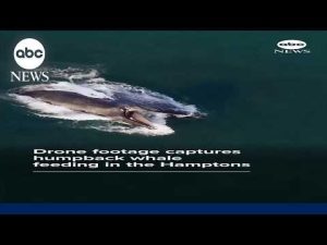 Read more about the article Drone footage shows humpback whale feeding in the Hamptons
