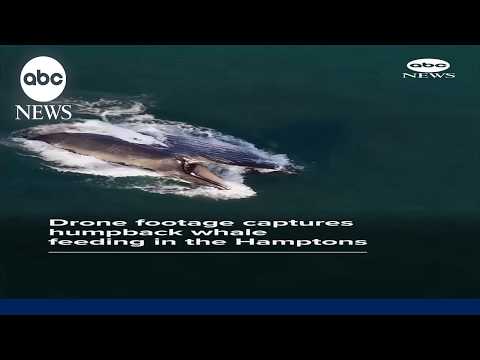 Read more about the article Drone footage shows humpback whale feeding in the Hamptons