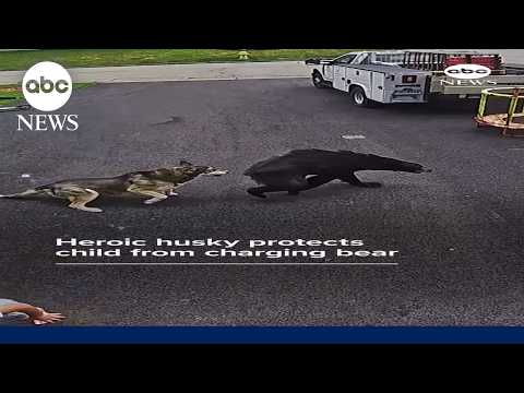 You are currently viewing Heroic husky protects child from charging bear