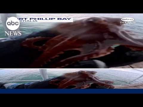 You are currently viewing Australian diver saves octopus stuck on pier