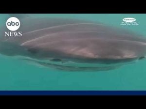Read more about the article Marine researchers capture rare video of great white off Rhode Island