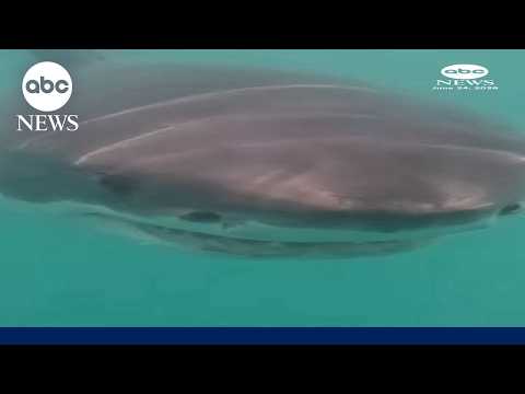 Read more about the article Marine researchers capture rare video of great white off Rhode Island