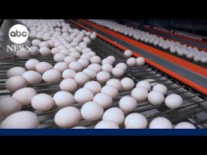 Read more about the article Settlement reached on egg prices