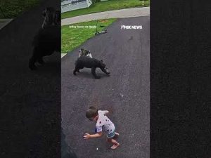 Read more about the article SEE IT: Heroic husky protects child from charging bear attack #foxnews #news #shorts #dog #animals