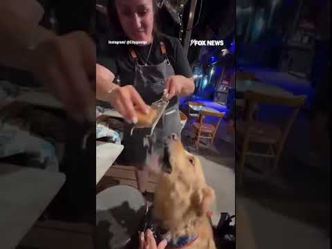 Read more about the article WATCH: Waitress grates pecorino DIRECTLY into dog’s mouth #shorts #foxnews #news #us