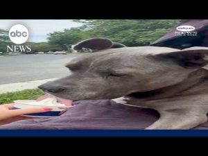 Read more about the article Senior dog takes extra steps for ice cream