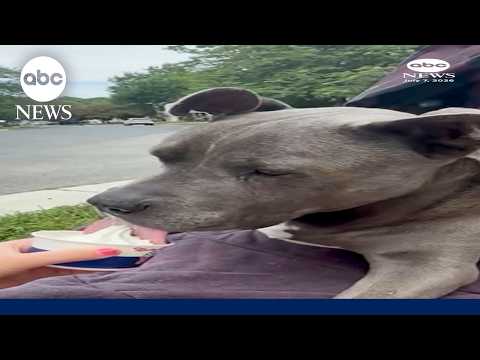 Read more about the article Senior dog takes extra steps for ice cream