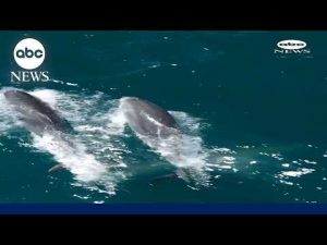 Read more about the article Drone footage captures dozens of dolphins leaping through California waters