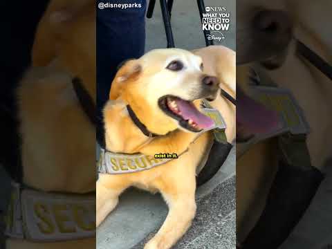 Read more about the article 9-year-old Disneyland security dog celebrates retirement