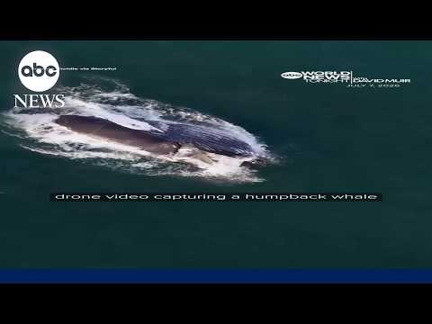 Read more about the article Drone video captures humpback whale feeding near shore