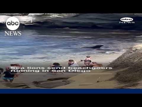 You are currently viewing Sea lions send beachgoers running in San Diego