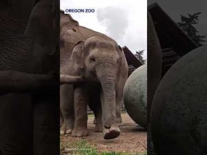 Read more about the article Baby elephant has a ‘ball’ playing with new toy at Oregon Zoo