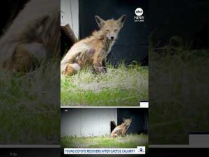 Read more about the article Coyote pup rescued from cactus calamity