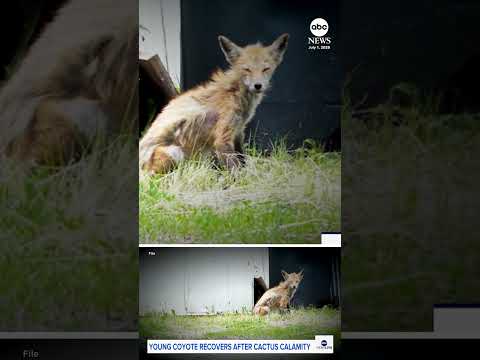 Read more about the article Coyote pup rescued from cactus calamity