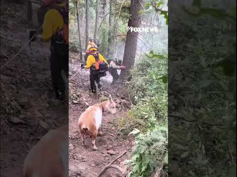 Read more about the article GOAT ON THE JOB: Goldie joins firefighters battling Colorado wildfire