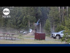 Read more about the article Photographer details bison attack at Yellowstone Park