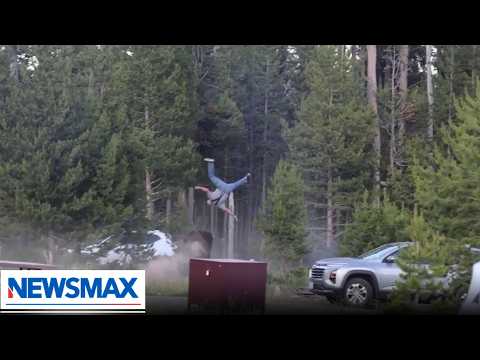 You are currently viewing Bison launches tourist into the air at Yellowstone National Park | The Right Squad