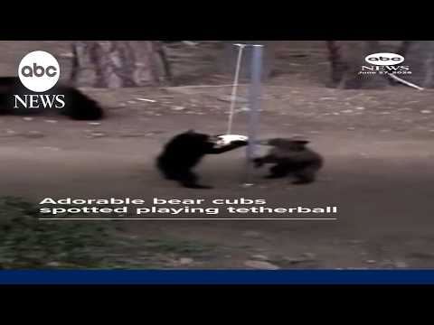 You are currently viewing Adorable bear cubs spotted playing tetherball