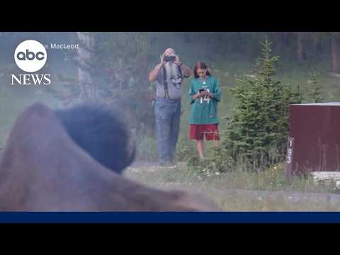 You are currently viewing Grandfather recounts terrifying bison attack at Yellowstone National Park