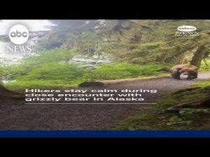 Read more about the article Hikers stay calm during close encounter with grizzly bear in Alaska