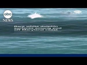 Read more about the article Rare white dolphin surfaces among pod off Maryland coast